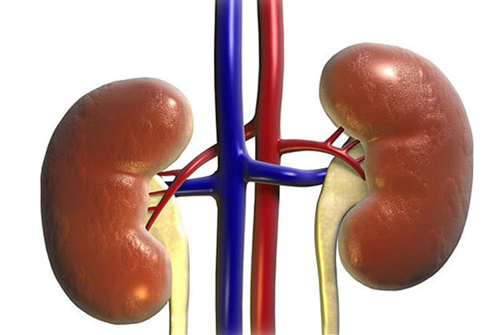 The Effects Of Alcohol On The Kidneys Abuse Drug