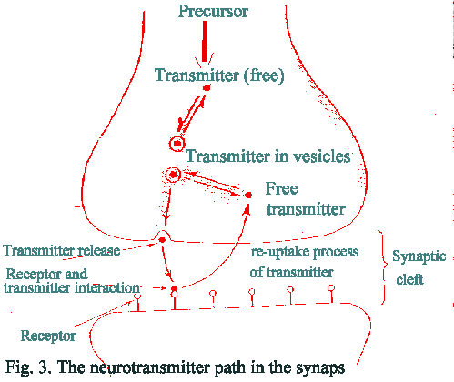 neuron3