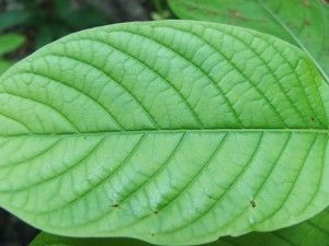 Kratom for Opiate Withdrawal