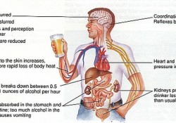 Alcohol and its effects in the body. Short Term Effects of Alcohol.