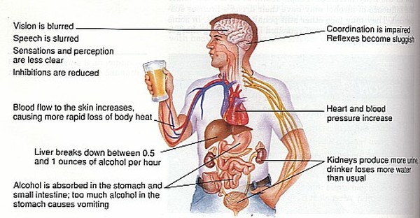 Alcohol and its effects in the body. Short Term Effects of Alcohol.