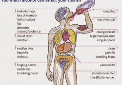 Effects Of Alcohol. Long-Term Effects. Alcohol harm the body.