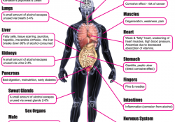 Harmful Effects of Alcohol. Diagram of different parts of human body.