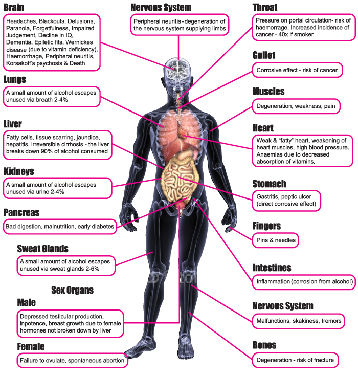Harmful Effects of Alcohol. Diagram of different parts of human body.