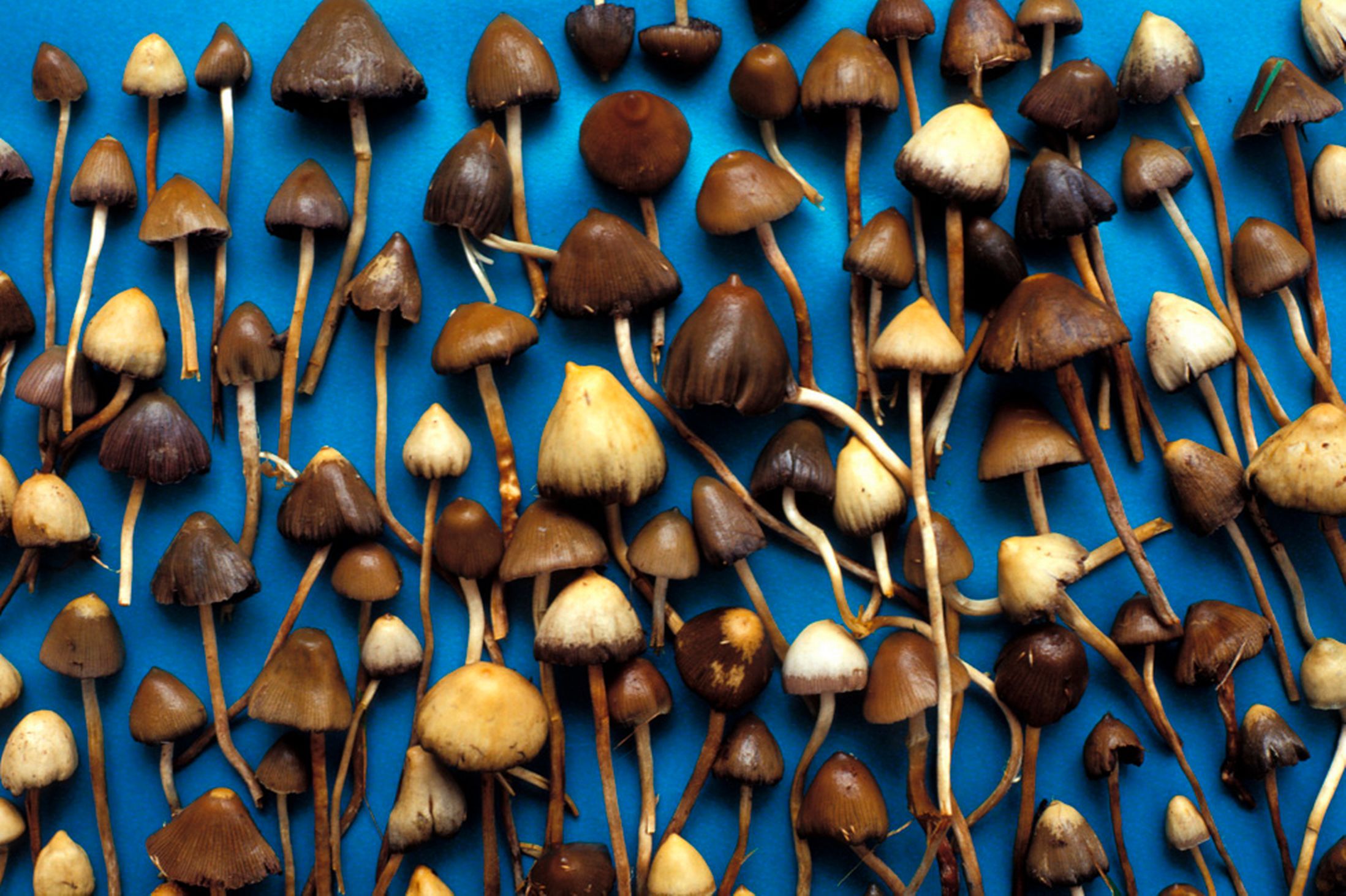 Psychedelic Mushrooms.