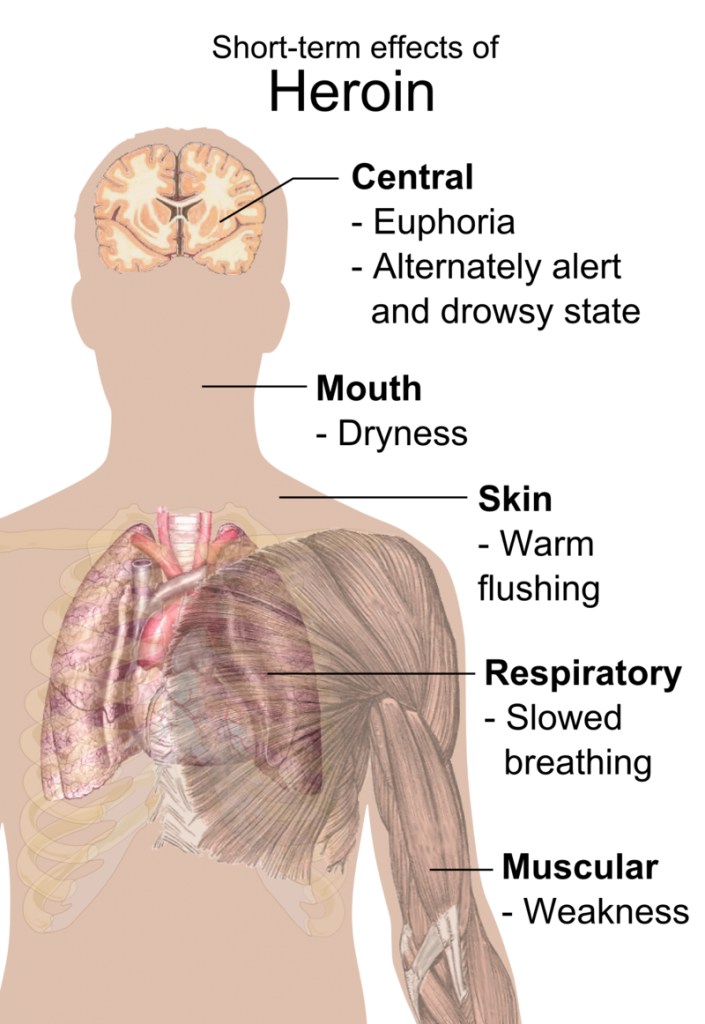 Short term effects of heroin. The action of heroin.