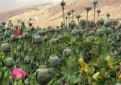 The opium poppy. Afghanistan. The main opium producer in the world. The country produces 95% of the opium on Earth.