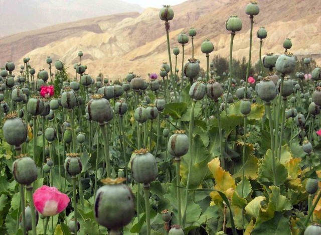The opium poppy. Afghanistan. The main opium producer in the world. The country produces 95% of the opium on Earth.