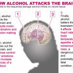 How alcohol attacks the brain? Alcohol affects many body parts and this is how it damages the brain.