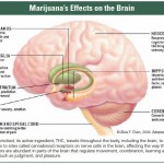 Marijuana's Effects on the Brain
