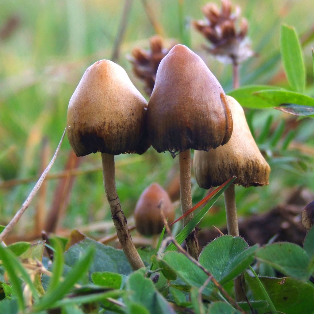 psilocybin-mushrooms - Abuse-Drug.com