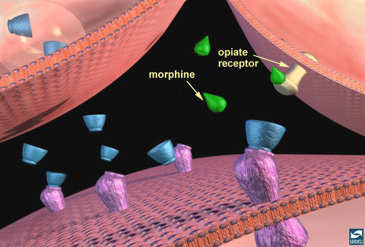 Morphine action on opioid receptors. Why Opiates Are Addicting? Opioid action.