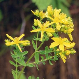 St John's Wort